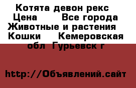 Котята девон рекс › Цена ­ 1 - Все города Животные и растения » Кошки   . Кемеровская обл.,Гурьевск г.